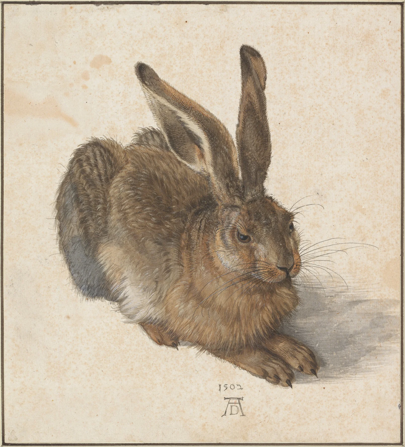 Young Hare — Albrecht Dürer