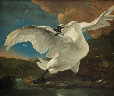 The Threatened Swan